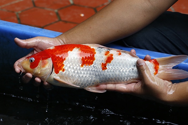 16-大正三色(錢豹產)-44cm-母-2015年產-6000起標-(2016御三家錦鯉拍賣會-p3)-2.jpg.jpg