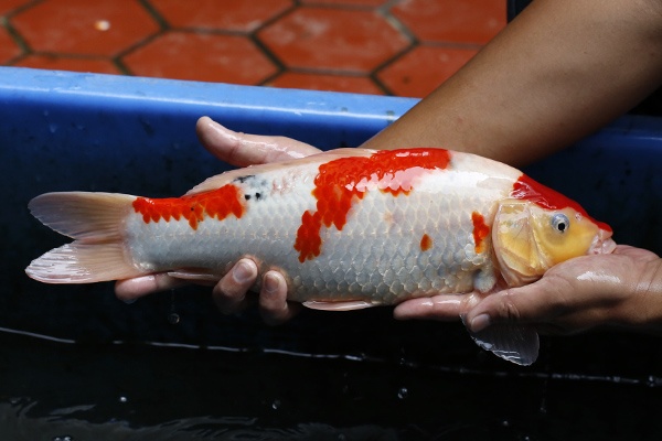 17-大正三色(錢豹產)-40cm-母-2015年產-3000起標-(2016御三家錦鯉拍賣會-p3)-2.jpg.jpg