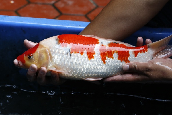 17-大正三色(錢豹產)-40cm-母-2015年產-3000起標-(2016御三家錦鯉拍賣會-p3)-3.jpg.jpg