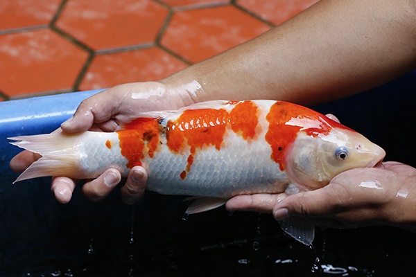 18-大正三色(錢豹產)-36cm-母-2015年產-6000起標-(2016御三家錦鯉拍賣會-p3)-2.jpg.jpg