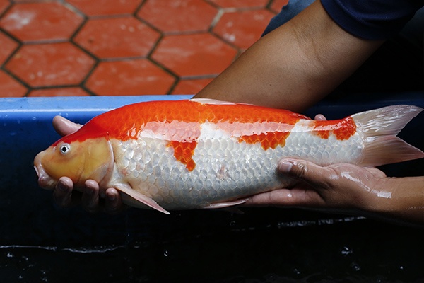 19-大頭紅白(102產)-48cm-母-2015年產-4000起標-(2016御三家錦鯉拍賣會-p3)-3.jpg.jpg