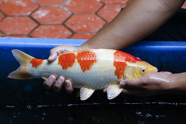 20-紅白(102產)-41cm-公-2015年產-3000起標-(2016御三家錦鯉拍賣會-p3)-2.jpg