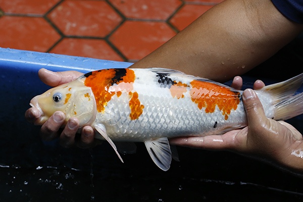 24-大正三色(錢豹產)-43cm-母-2015年產-6000起標-(2016御三家錦鯉拍賣會-p3)-2.jpg.jpg