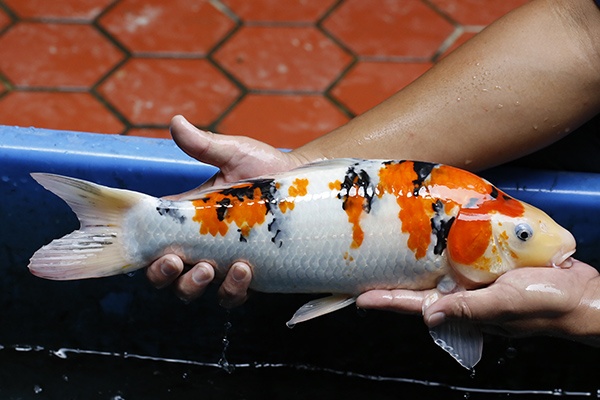 24-大正三色(錢豹產)-43cm-母-2015年產-6000起標-(2016御三家錦鯉拍賣會-p3)-3.jpg.jpg