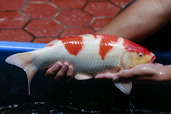 28-紅白(紅獅王產)-42cm-母高-2015年產-3000起標-(2016御三家錦鯉拍賣會-p3)-2.jpg.jpg