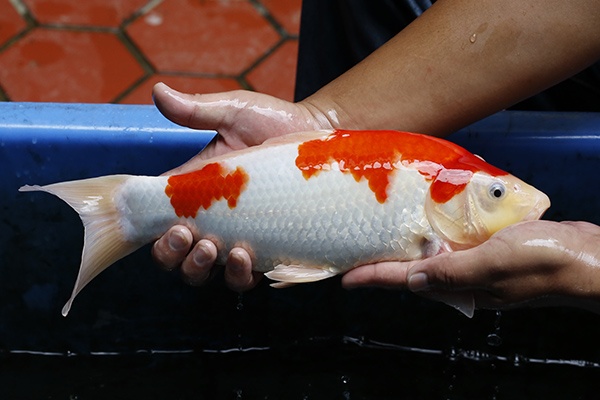 52-紅白(紅獅王產)-37cm-不明-2015年產-3000起標-(2016御三家錦鯉拍賣會-p3)-3.jpg.jpg