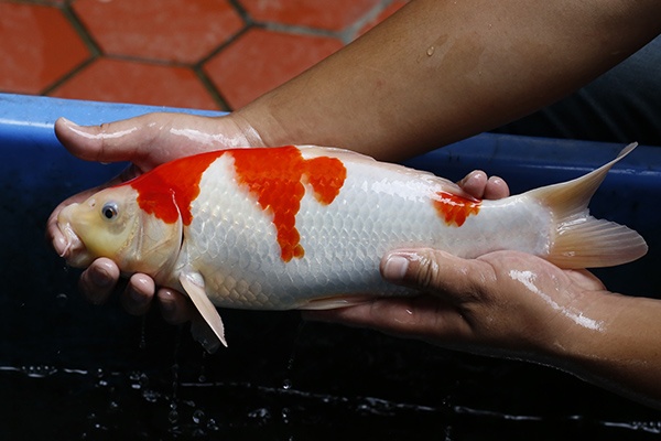 52-紅白(紅獅王產)-37cm-不明-2015年產-3000起標-(2016御三家錦鯉拍賣會-p3)-2.jpg.jpg