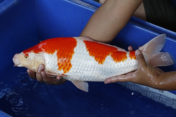 36-紅白-50cm-公-2014年產-5000起標-(2016江語鯉苑首場拍賣會)-2.jpg