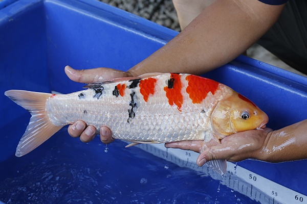 45-大正三色-47cm-公-2015年產-3000起標-(2016江語鯉苑首場拍賣會)-3.jpg