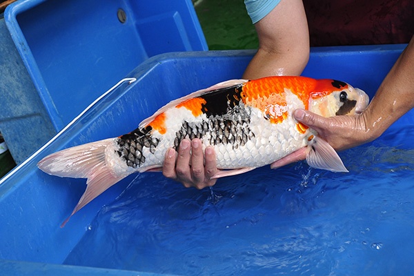 017-昭和三色(頂級)(日本桃太郎產)-57CM-母-2014年產-2萬起標-(2016明宏錦鯉園part2)3.jpg