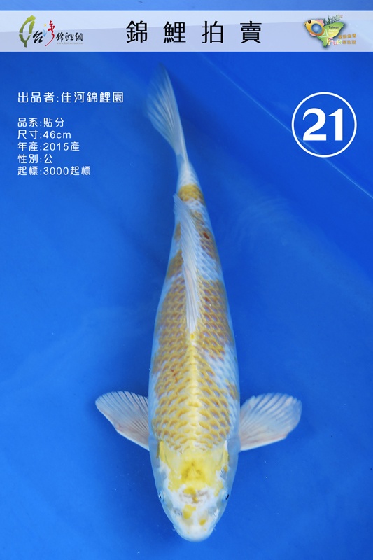 A21-佳河錦鯉園-貼分-46cm-公M-NT3000.jpg