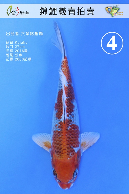 C4-LX六榮銘鯉-Kujaku(孔雀)-28M-NT2000.jpg