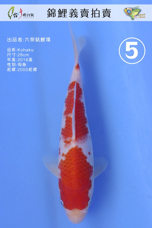 C5-LX六榮銘鯉-_Kohaku(紅白)-26F-NT2000.jpg