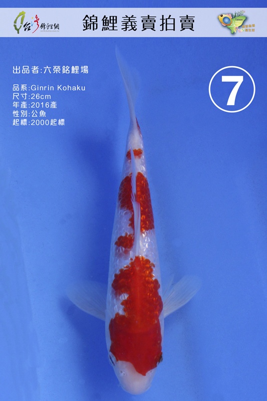 C7-LX六榮銘鯉-Ginrin-Kohaku(銀鱗紅白)-26M-NT2000.jpg