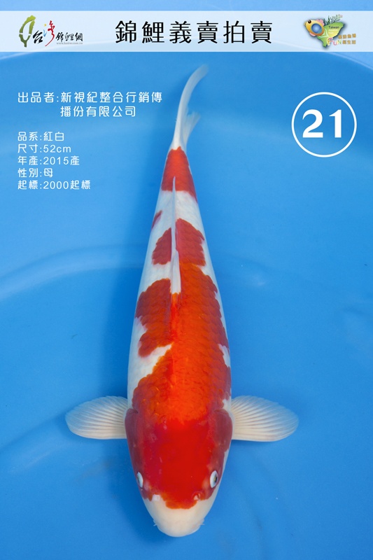 C21-新視紀_紅白_52-母-NT2000.jpg