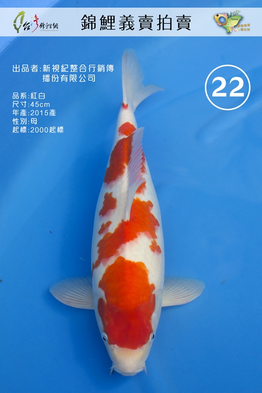 C22-新視紀_紅白_45-母-NT2000.jpg