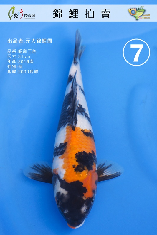 A7-元大錦鯉園-昭和三色-31cm-母-NT2000.jpg