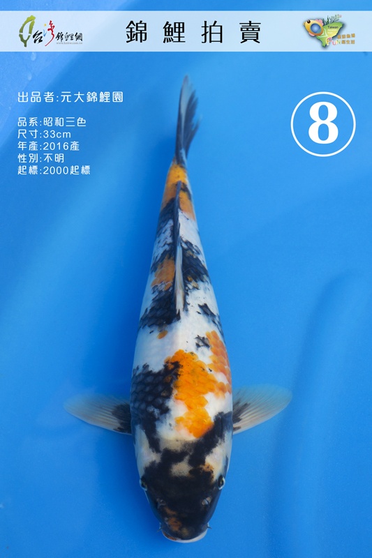 A8-元大錦鯉園-昭和三色-33cm-不明-NT2000.jpg