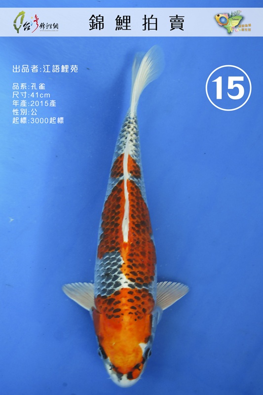 A15-江語鯉苑-孔雀-41cm-公M-NT3000.jpg