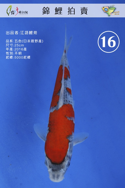 A16-江語鯉苑-五色(管野)-25cm-不明-NT5000.jpg