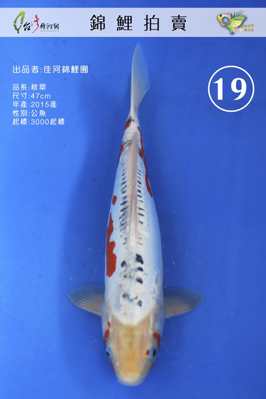 A19-佳河錦鯉園-秋翠-47cm-公-NT3000.jpg