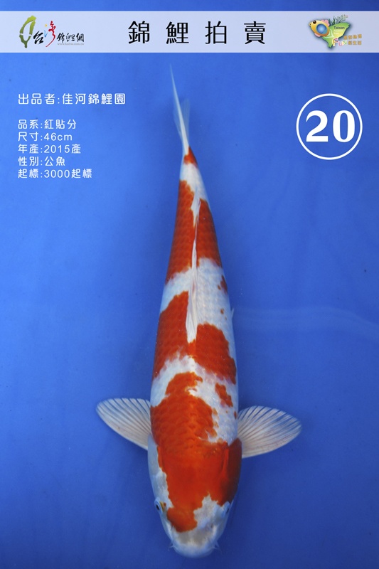 A20-佳河錦鯉園-紅貼分-46cm-公-NT3000.jpg