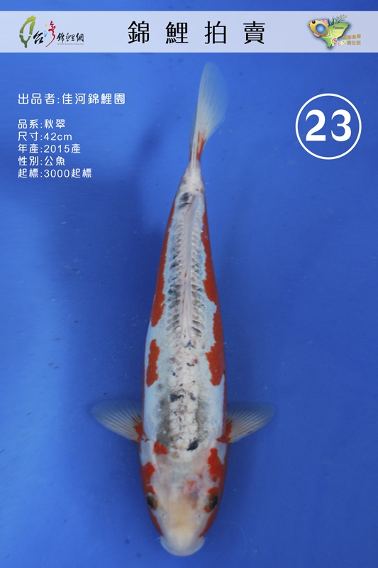 A23-佳河錦鯉園-秋翠-42cm-公-NT3000.jpg