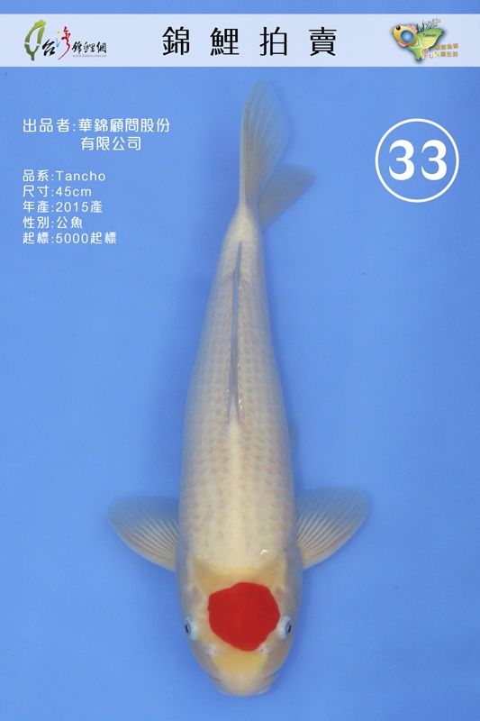 A33-華錦-Tancho-45M-NT5000.jpg