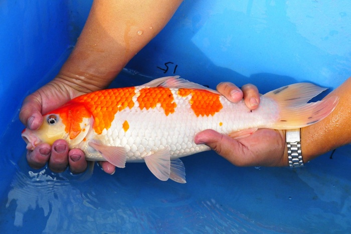 28-大正-40CM-母-2015年產-3000起標-(永富錦鯉場-2017聯拍-第二階段)-2.jpg