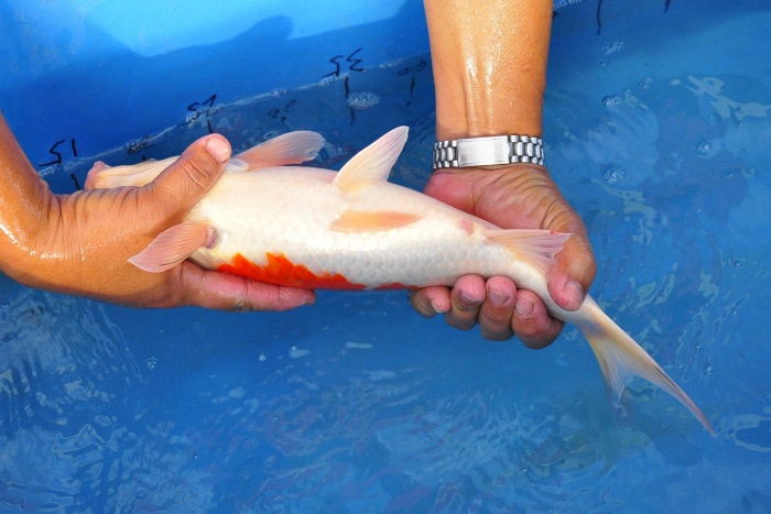 28-大正-40CM-母-2015年產-3000起標-(永富錦鯉場-2017聯拍-第二階段)-4.jpg