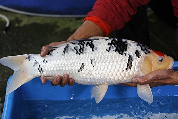 46-丹頂三色-55cm-母-2015年產-10000起標-(元大-2017聯拍-第二階段)-3.jpg