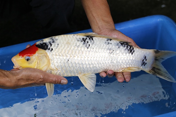 47-丹頂三色-46cm-公-2015年產-3000起標-(元大-2017聯拍-第二階段)-2.jpg