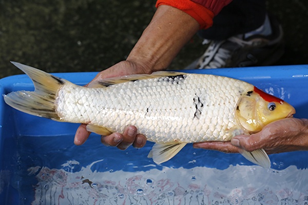 47-丹頂三色-46cm-公-2015年產-3000起標-(元大-2017聯拍-第二階段)-3.jpg