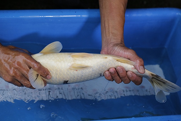 47-丹頂三色-46cm-公-2015年產-3000起標-(元大-2017聯拍-第二階段)-4.jpg