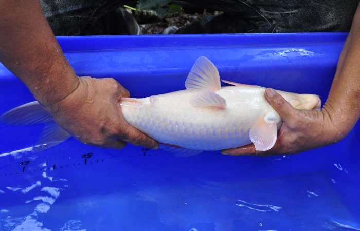 09-紅白-53CM-母-2015年產-5000起標-(早安房屋-2017聯拍)-4.jpg