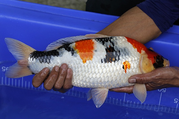 01-昭和三色-41cm-母-2016年產-10000起標-(強度p2-2017元大昭和拍賣會)-4.jpg