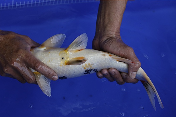 03-昭和三色(比賽級模樣-40cm-公-2016年產-5000起標-(強度p2-2017元大昭和拍賣會)-4.j.jpg