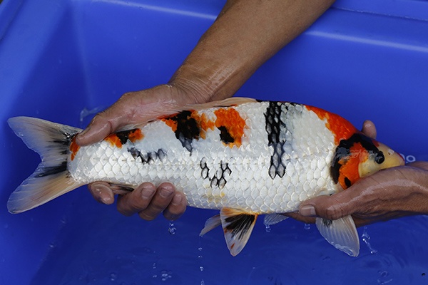 03-昭和三色(比賽級模樣-40cm-公-2016年產-5000起標-(強度p2-2017元大昭和拍賣會)-3.j.jpg