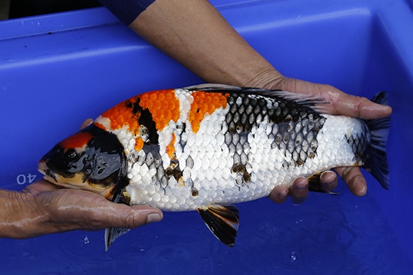 07-昭和三色-42cm-不明-2016年產-5000起標-(強度p2-2017元大昭和拍賣會)-2.jpg.jpg