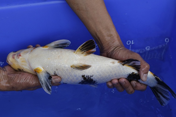 07-昭和三色-42cm-不明-2016年產-5000起標-(強度p2-2017元大昭和拍賣會)-4.jpg.jpg