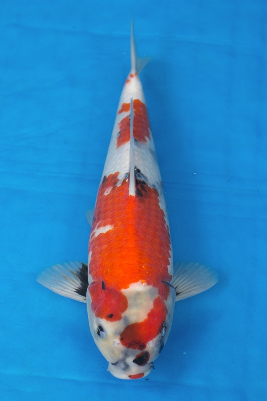 08-昭和三色-40cm-公-2016年產-3000起標-(強度p2-2017元大昭和拍賣會)-1.jpg