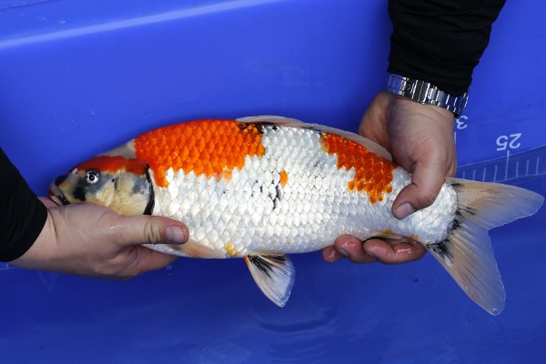 08-昭和三色-40cm-公-2016年產-3000起標-(強度p2-2017元大昭和拍賣會)-2.jpg