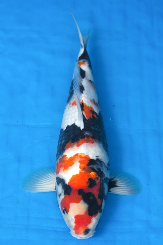 09-昭和三色-42cm-母-2016年產-5000起標-(強度p2-2017元大昭和拍賣會)-1.jpg