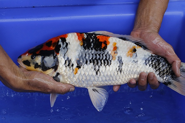 09-昭和三色-42cm-母-2016年產-5000起標-(強度p2-2017元大昭和拍賣會)-3.jpg