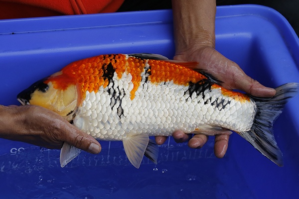 11-昭和三色-41cm-母-2016年產-3000起標-(強度p2-2017元大昭和拍賣會)-2.jpg