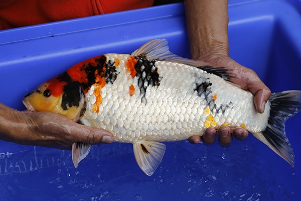 12-昭和三色-44cm-不明-2016年產-5000起標-(強度p2-2017元大昭和拍賣會)-2.jpg.jpg