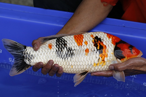 12-昭和三色-44cm-不明-2016年產-5000起標-(強度p2-2017元大昭和拍賣會)-3.jpg.jpg