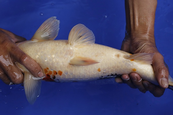 12-昭和三色-44cm-不明-2016年產-5000起標-(強度p2-2017元大昭和拍賣會)-4.jpg.jpg