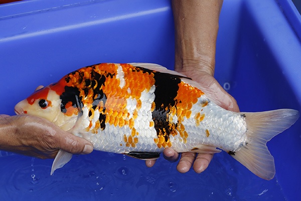 14-昭和三色-40cm-不明-2016年產-3000起標-(強度p2-2017元大昭和拍賣會)-2.jpg.jpg