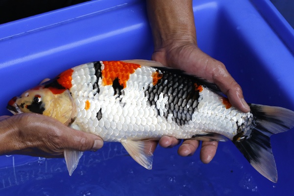 15-昭和三色-38cm-公-2016年產-3000起標-(強度p2-2017元大昭和拍賣會)-2.jpg